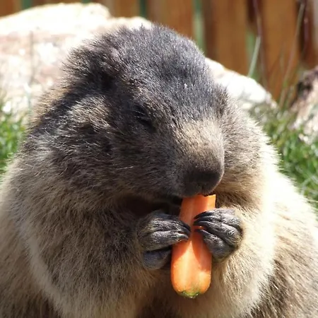 Haus Mondelli By Interhome *