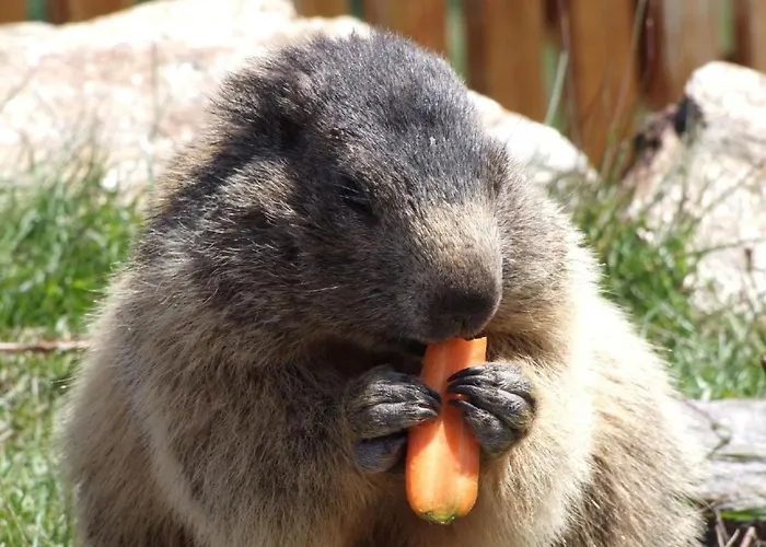 Haus Mondelli By Interhome *